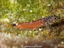 Threefin Blenny - Tripterygion melanurus by Stefanos Michael 